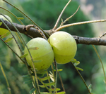 Benefits of Amla (Gooseberry)