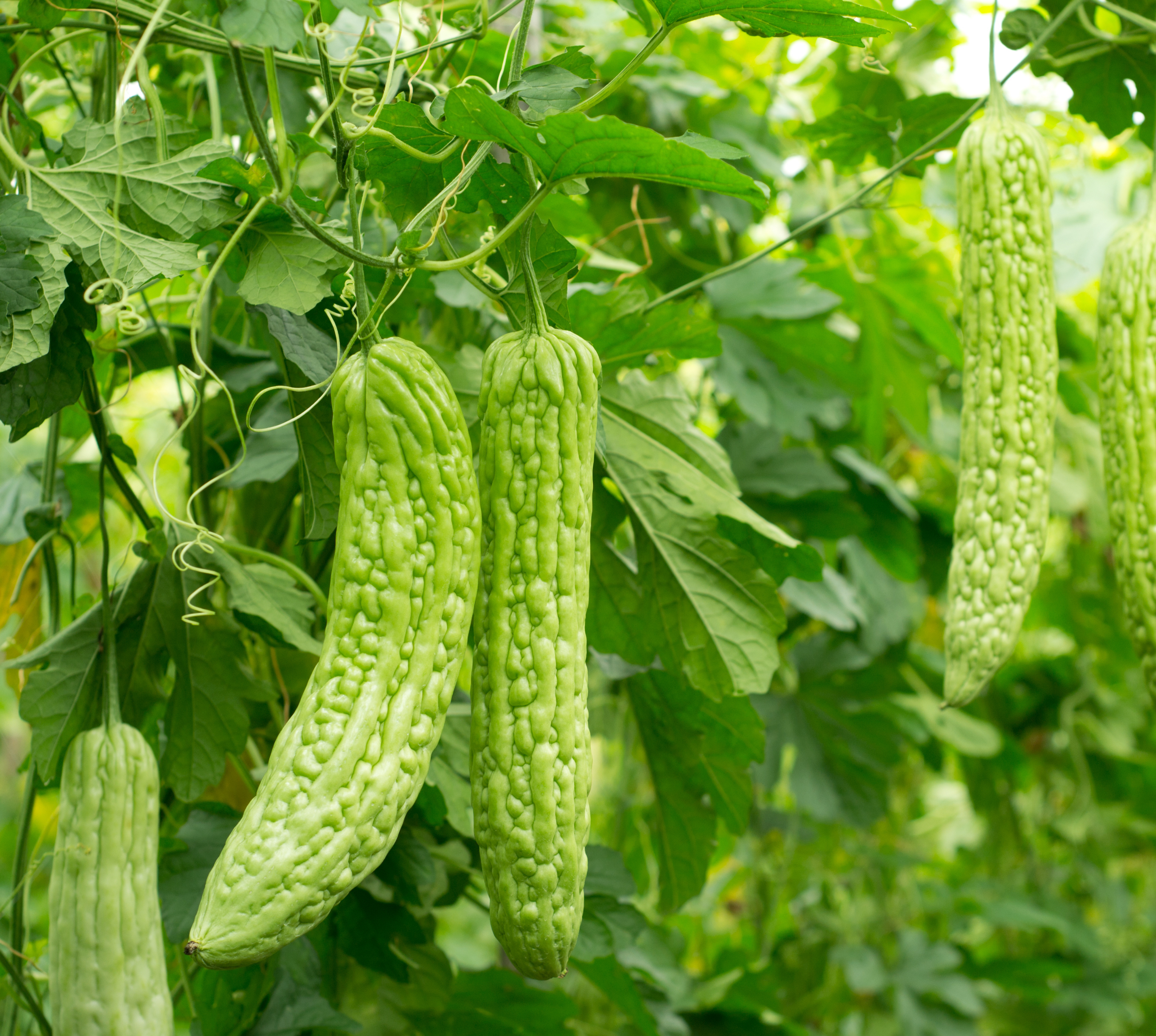 Bitter Melon plant in the wild 