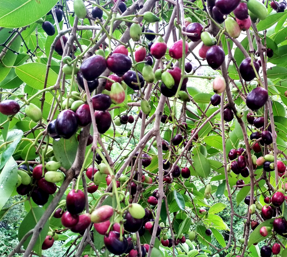 Benefits of Jamun