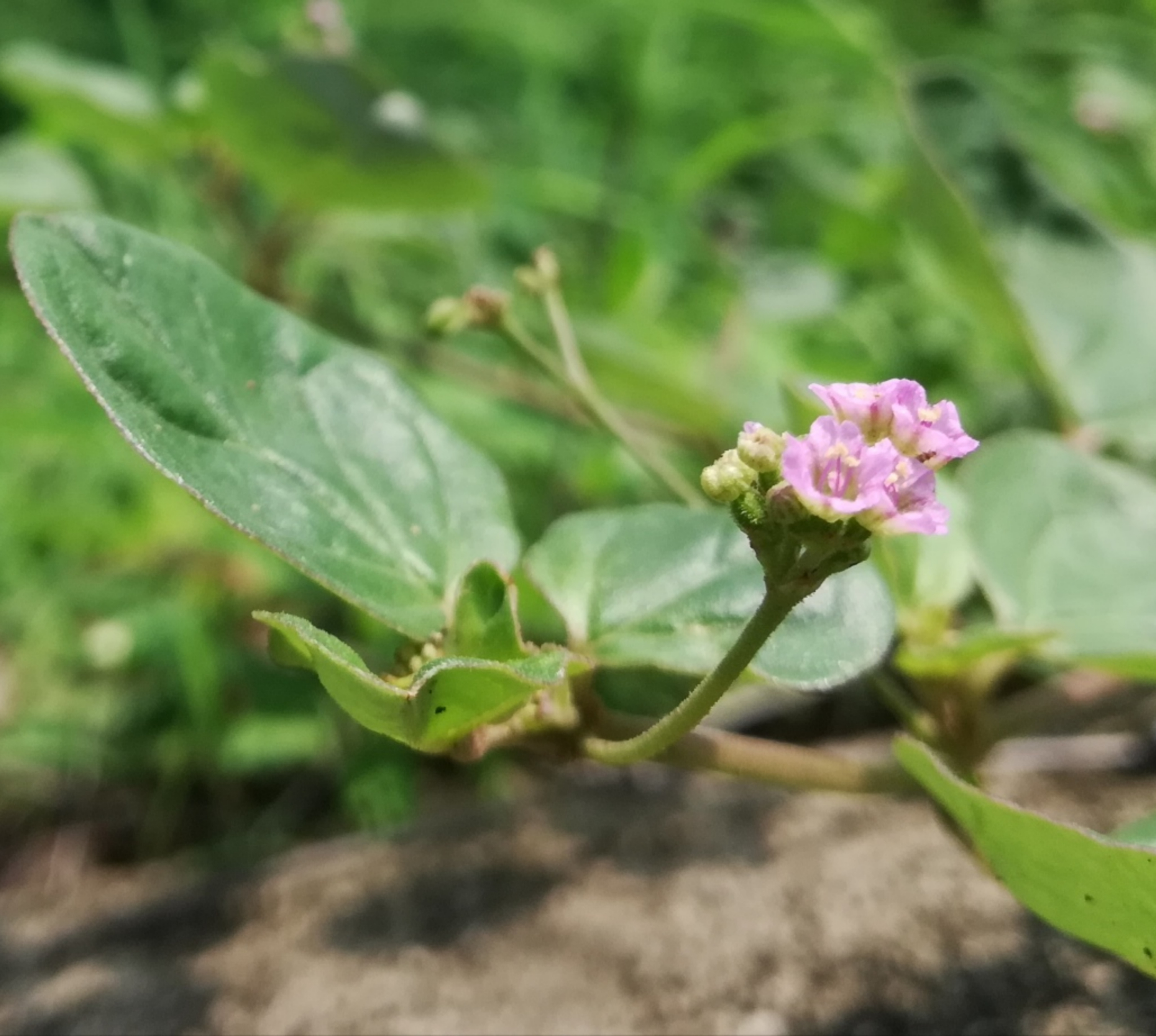 Natural Ayurvedic herb Punarnava